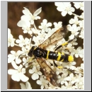 Tenthredo cf marginella~thomsoni - Blattwespe 01a.jpg